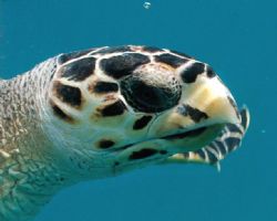 Green Turtle in Barbados taken with Nikon D-70 while snor... by  